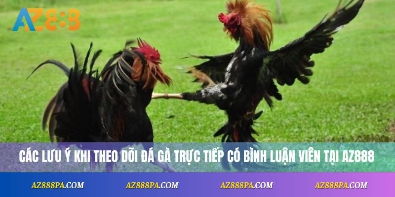 Các lưu ý khi theo dõi đá gà trực tiếp có bình luận viên tại AZ888